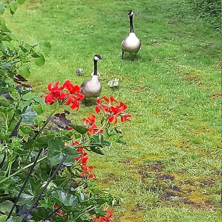 Lueneburger Heide - Aurelia * باد بيفينسون